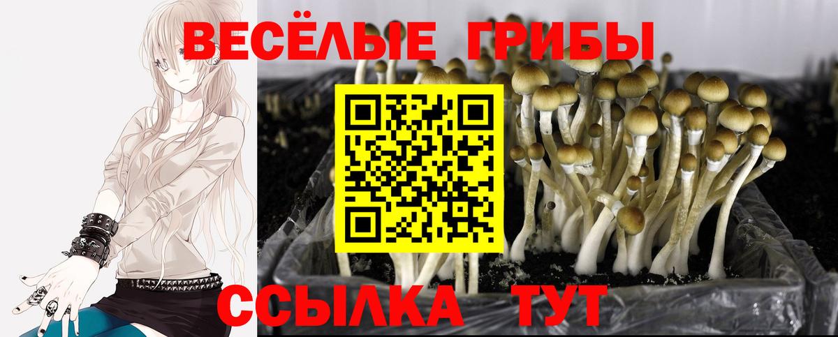 Псилоцибиновые грибы GOLDEN TEACHER Саянск